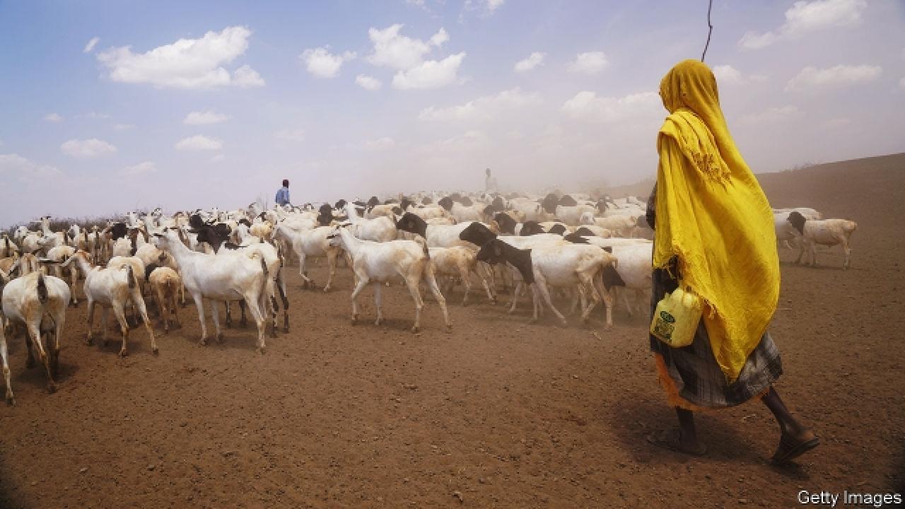 pastoralists